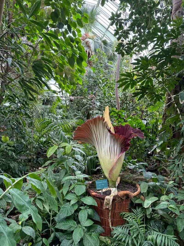 Floraison de l'arum titan dans la grande serre au printemps dans le Jardin des plantes, Paris 5e (75)