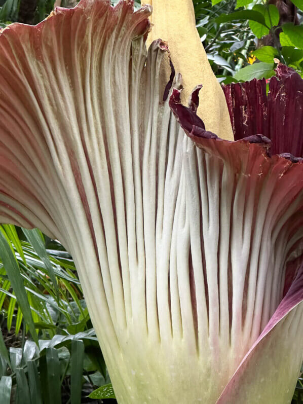 Floraison de l'arum titan dans la grande serre au printemps dans le Jardin des plantes, Paris 5e (75)