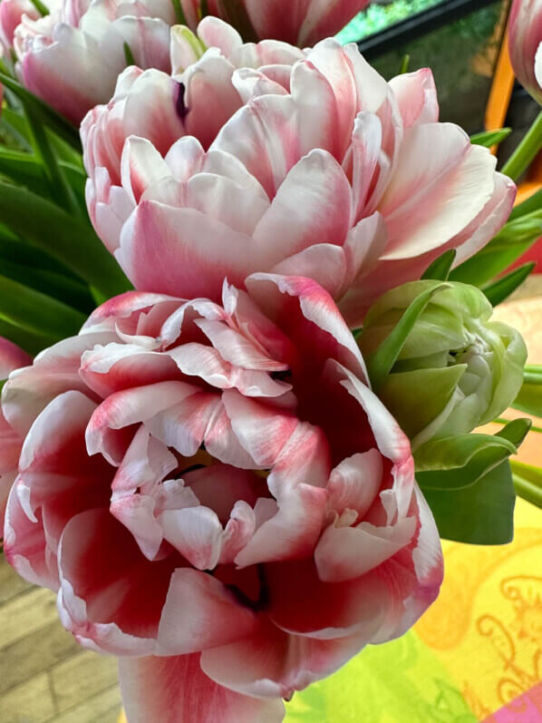 Bouquet de tulipes doubles, fleurs coupées, Paris 19e (75)