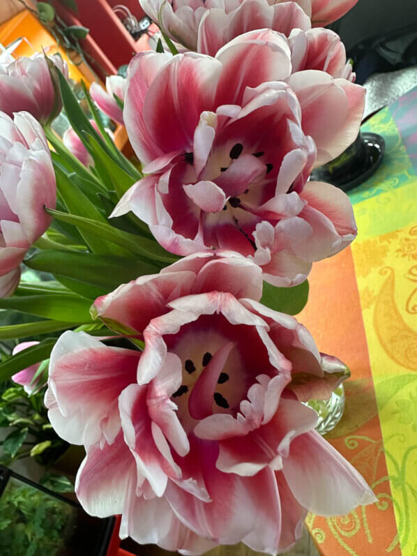 Bouquet de tulipes doubles, fleurs coupées, Paris 19e (75)