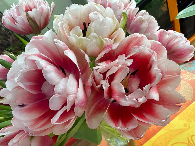 Bouquet de tulipes doubles, fleurs coupées, Paris 19e (75)
