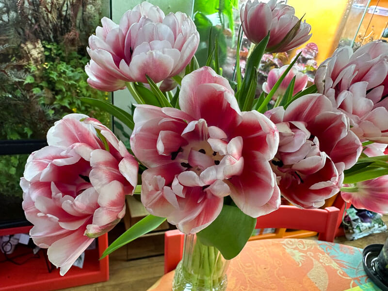 Bouquet de tulipes doubles, fleurs coupées, Paris 19e (75)