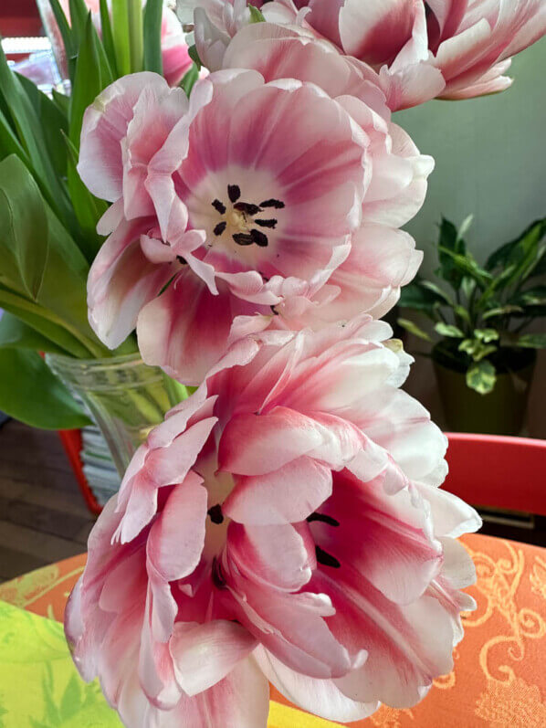 Bouquet de tulipes doubles, fleurs coupées, Paris 19e (75)