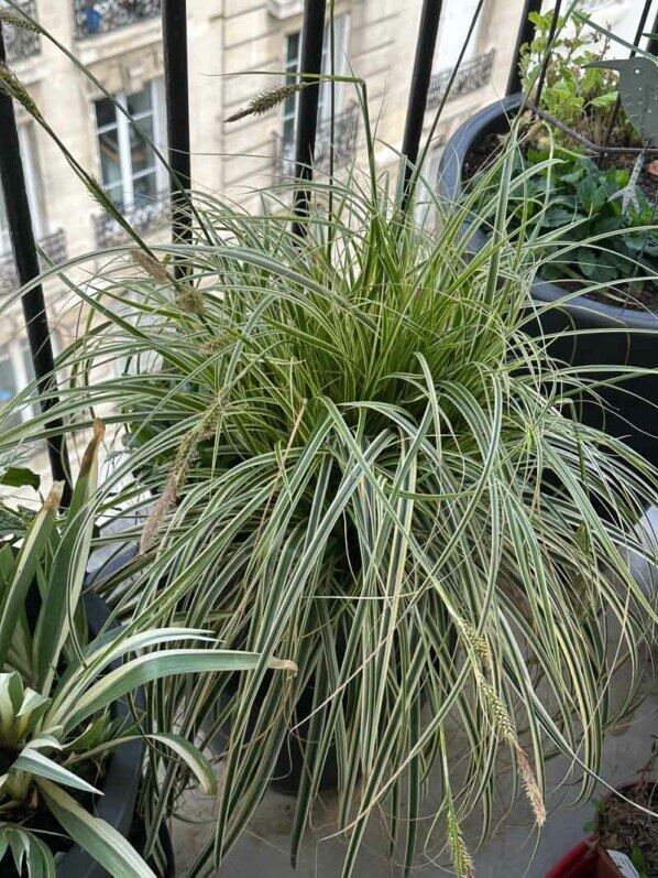 Carex oshimensis ‘Everest’ au printemps sur mon balcon parisien, Paris 19e (75)