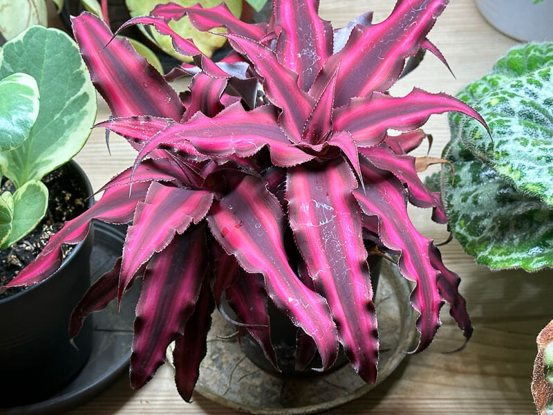 Cryptanthus ‘Pineapple Star’, Broméliacées, plante d'intérieur, Paris 19e (75)