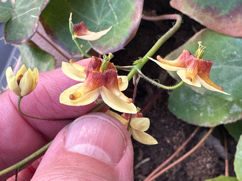 Fleurs des elfes (Epimedium) au début du printemps sur mon balcon parisien, Paris 19e (75)