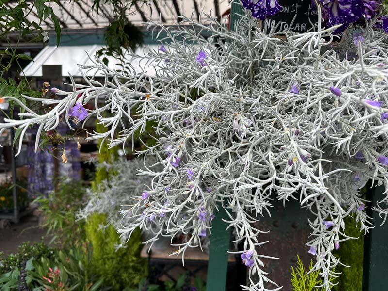 Eremophila nivea, érémophile soyeuse, Marché aux fleurs Reine Elisabeth II, Paris 4e (75)