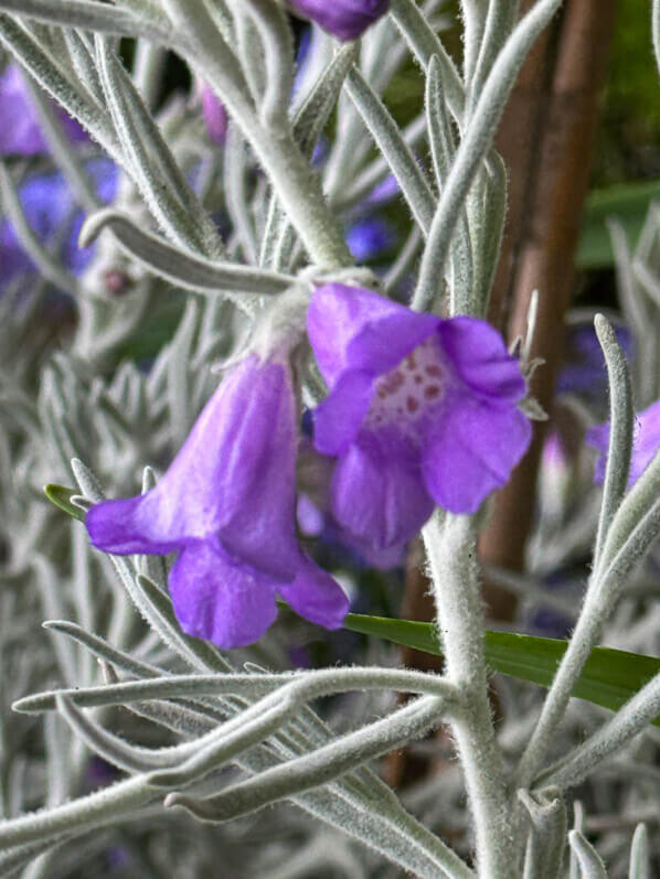 Eremophila nivea, érémophile soyeuse, Marché aux fleurs Reine Elisabeth II, Paris 4e (75)