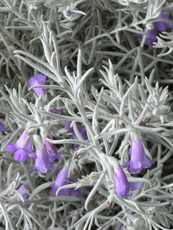 Eremophila nivea, érémophile soyeuse, Marché aux fleurs Reine Elisabeth II, Paris 4e (75)