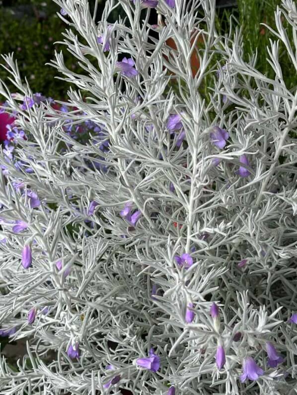 Eremophila nivea, érémophile soyeuse, Marché aux fleurs Reine Elisabeth II, Paris 4e (75)