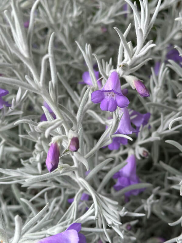 Eremophila nivea, érémophile soyeuse, Marché aux fleurs Reine Elisabeth II, Paris 4e (75)