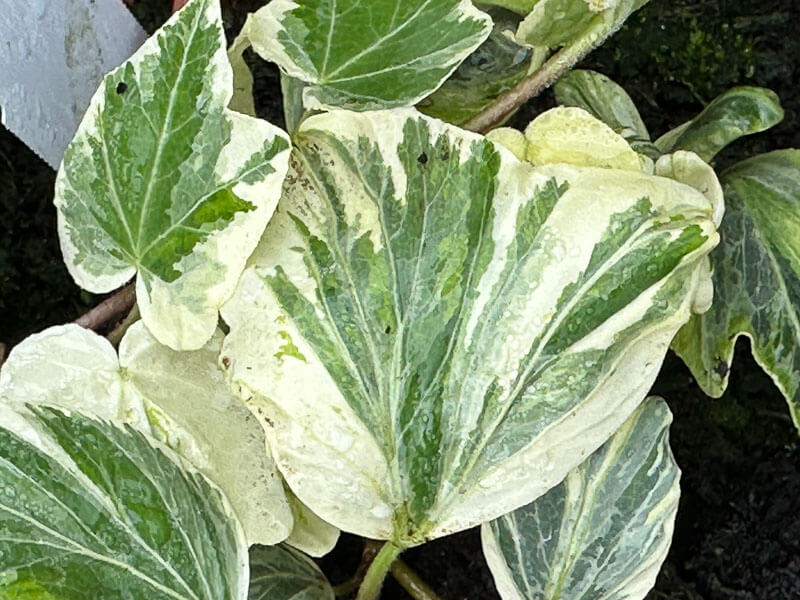 Hedera helix 'Reef Shell', plante grimpante, Pép. Fuchsia Delhommeau, Fête des plantes de printemps, Domaine de Saint-Jean de Beauregard, Saint-Jean de Beauregard (91)