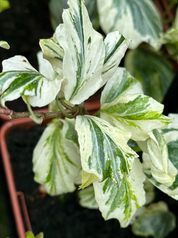 Hedera helix 'Reef Shell', plante grimpante, Pép. Fuchsia Delhommeau, Fête des plantes de printemps, Domaine de Saint-Jean de Beauregard, Saint-Jean de Beauregard (91)