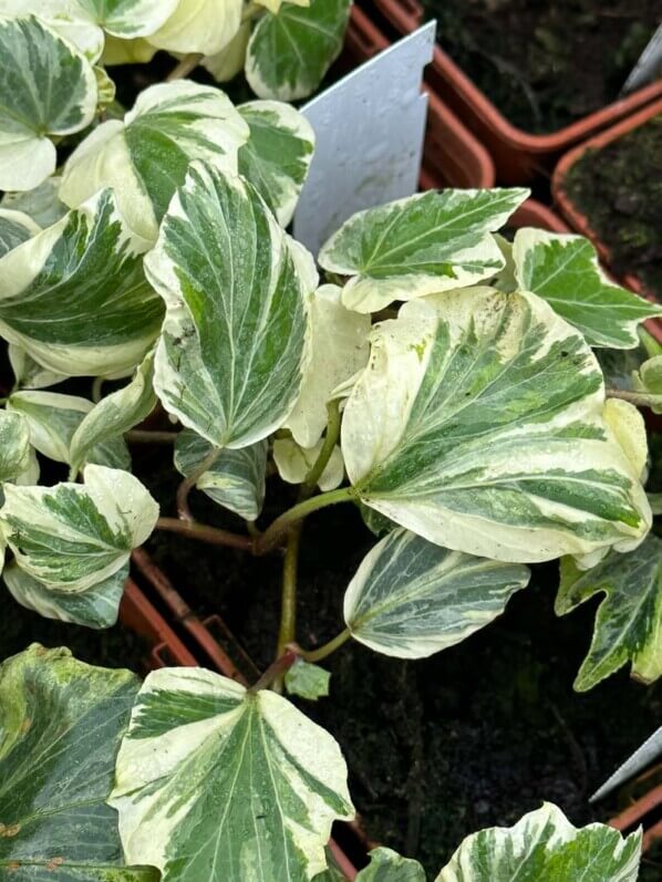 Hedera helix 'Reef Shell', plante grimpante, Pép. Fuchsia Delhommeau, Fête des plantes de printemps, Domaine de Saint-Jean de Beauregard, Saint-Jean de Beauregard (91)