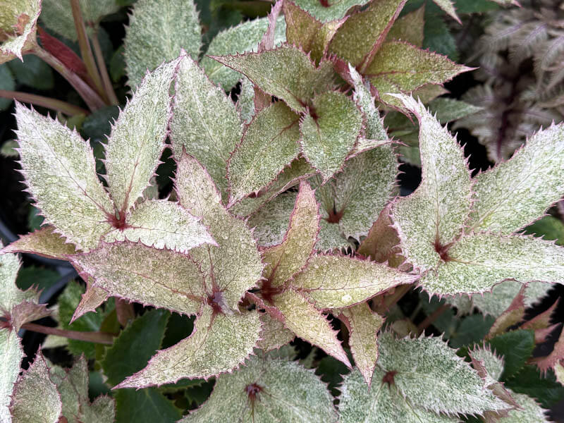 Helleborus argutifolius 'Pacific Frost', plante vivace, Pép. Sandrine et Thierry Delabroye, Fête des plantes de printemps, Domaine de Saint-Jean de Beauregard, Saint-Jean de Beauregard (91)