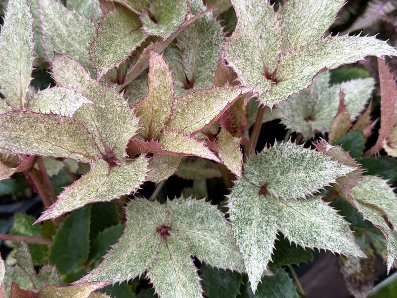 Helleborus argutifolius 'Pacific Frost', plante vivace, Pép. Sandrine et Thierry Delabroye, Fête des plantes de printemps, Domaine de Saint-Jean de Beauregard, Saint-Jean de Beauregard (91)