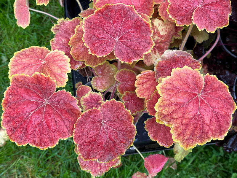 Heuchera 'High Hopes', plante vivace, Pep. Sandrine et Thierry Delabroye, Fête des plantes de printemps, Domaine de Saint-Jean de Beauregard, Saint-Jean de Beauregard (91)