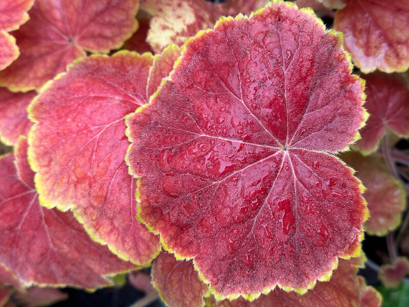 Heuchera 'High Hopes', plante vivace, Pep. Sandrine et Thierry Delabroye, Fête des plantes de printemps, Domaine de Saint-Jean de Beauregard, Saint-Jean de Beauregard (91)