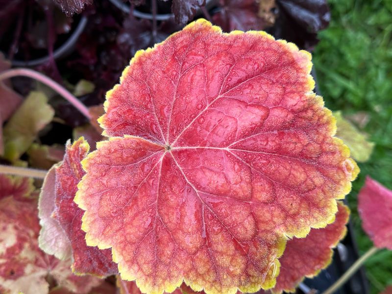 Heuchera 'High Hopes', plante vivace, Pep. Sandrine et Thierry Delabroye, Fête des plantes de printemps, Domaine de Saint-Jean de Beauregard, Saint-Jean de Beauregard (91)