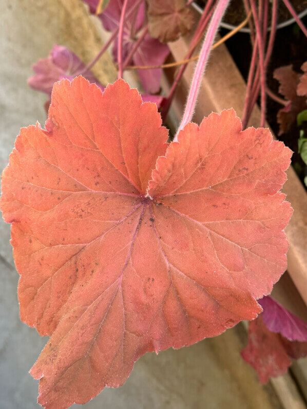 Heuchera 'Mega Caramel' au début du printemps sur mon balcon parisien, Paris 19e (75)