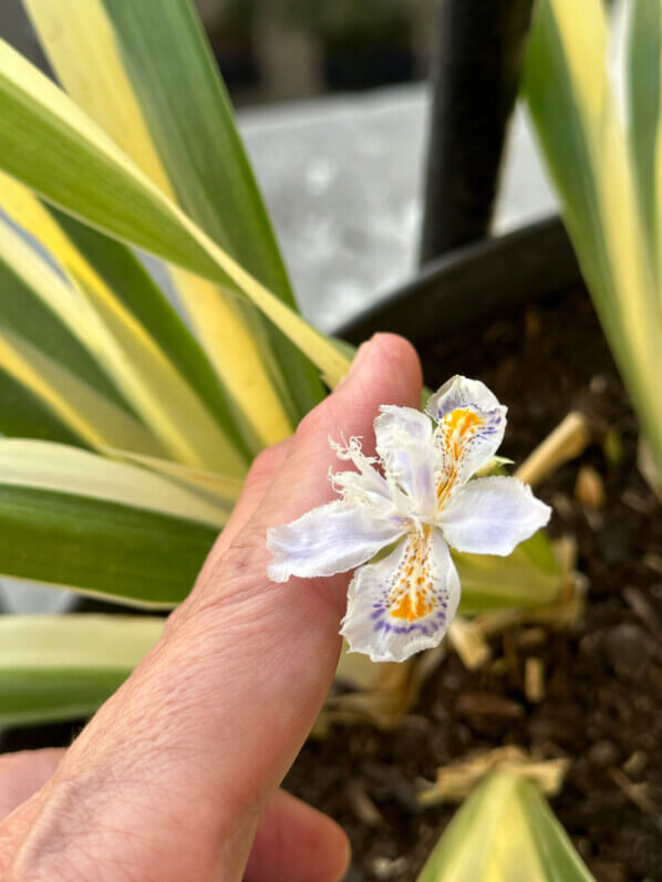Iris japonica 'Variegata' au début du printemps sur mon balcon parisien, Paris 19e (75)
