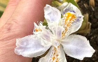 Iris japonica 'Variegata' au début du printemps sur mon balcon parisien, Paris 19e (75)