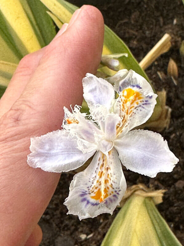 Iris japonica 'Variegata' au début du printemps sur mon balcon parisien, Paris 19e (75)