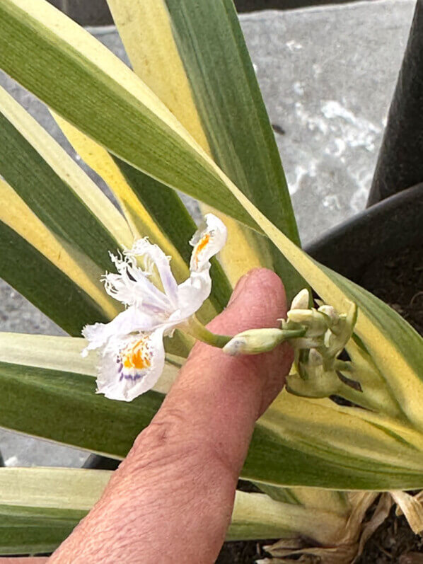 Iris japonica 'Variegata' au début du printemps sur mon balcon parisien, Paris 19e (75)