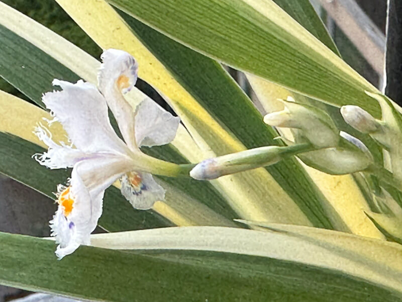 Iris japonica 'Variegata' au début du printemps sur mon balcon parisien, Paris 19e (75)