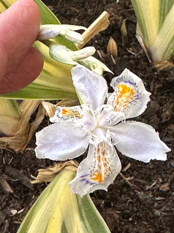 Iris japonica 'Variegata' au début du printemps sur mon balcon parisien, Paris 19e (75)