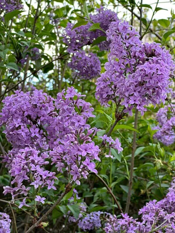 Lilas fleuri au début du printemps dans le Jardin de l'Arsenal, Paris 12e (75)