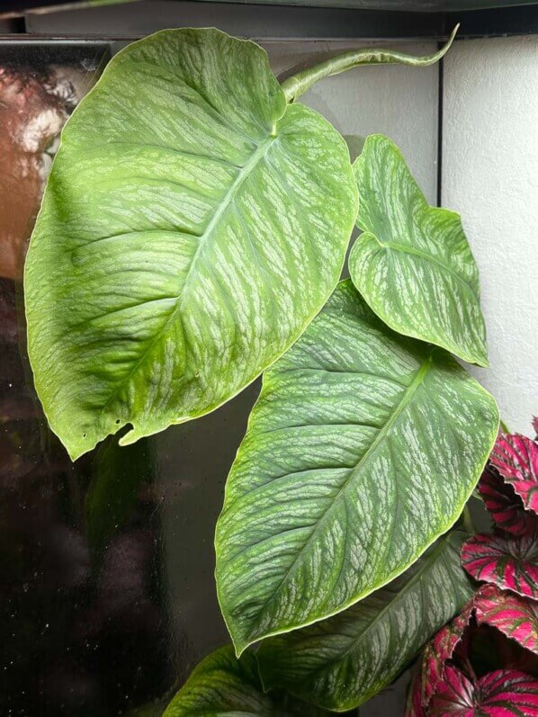 Lire la suite à propos de l’article Monstera dubia trop volumineux