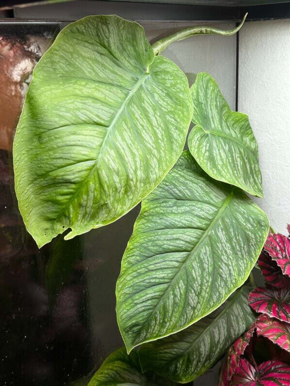 Monstera dubia (Araceae) et Begonia brevirimosa (Begoniaceae), plantes d'intérieur, terrarium, Paris 19e (75)