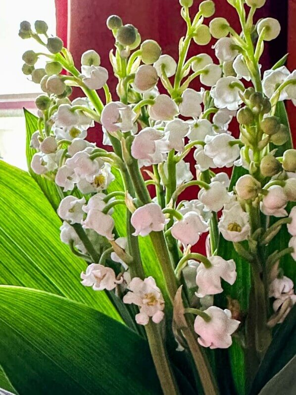 Bouquet de muguet, Paris 19e (75)