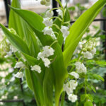 1er mai : attention au muguet, toxique pour chiens et chats