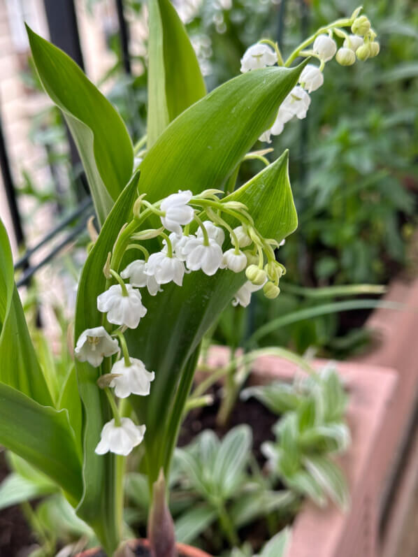 Muguet en pot au printemps sur mon balcon parisien, Paris 19e (75)