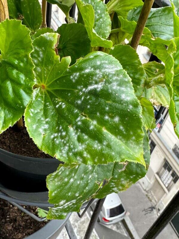 Oïdium sur feuilles de Begonia Dragon Wing blanc au printemps sur mon balcon parisien, Paris 19e (75)