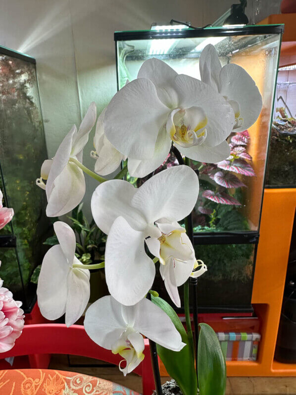 Phalaenopsis hybride, orchidée, potée, plante d'intérieur, Paris 19e (75)