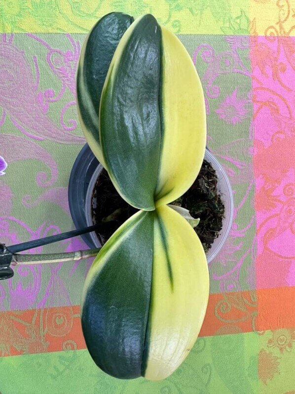 Phalaenopsis, orchidée, Orchidacées, plante d'intérieur, Paris 19e (75)