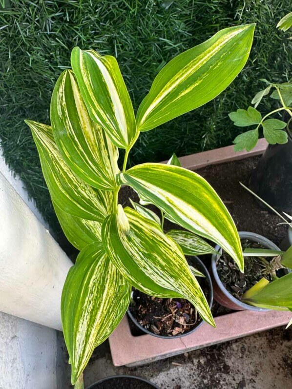 Polygonatum odoratum 'Taïga' au début du printemps sur mon balcon parisien, Paris 19e (75)