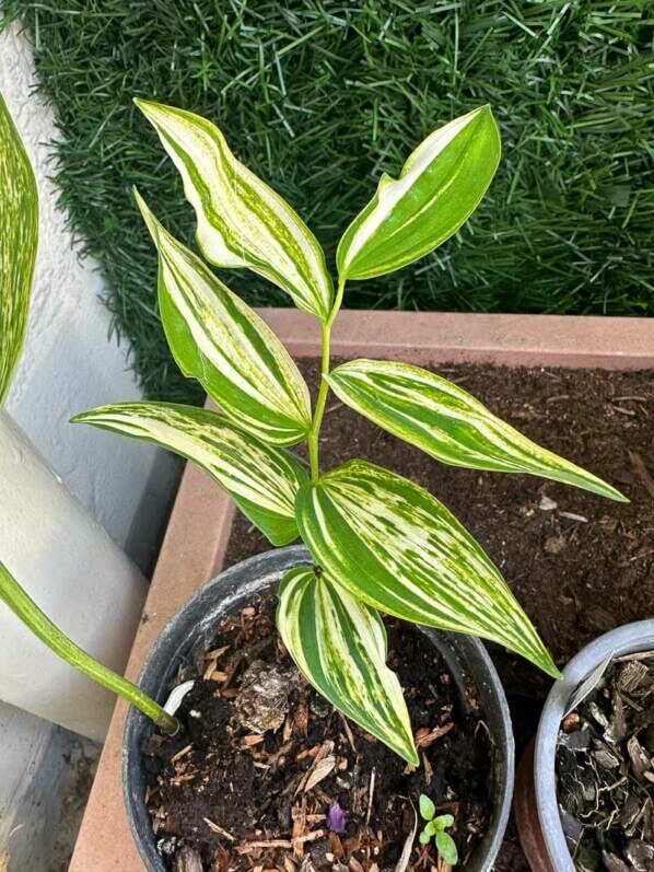 Lire la suite à propos de l’article Polygonatum odoratum ‘Taïga’, nouveau sceau de Salomon sur mon balcon