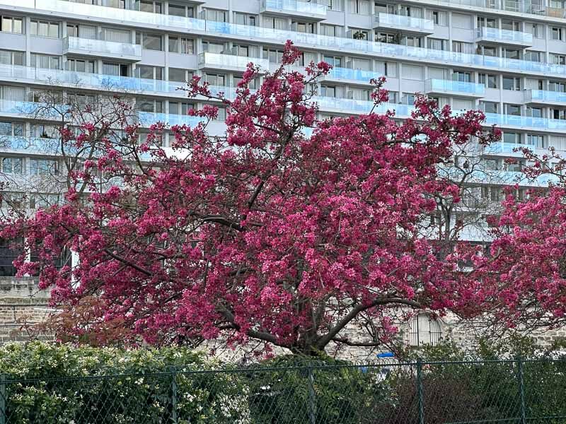 Pommier d'ornement (Malus) au début du printemps dans le Jardin de l'Arsenal, Paris 12e (75)