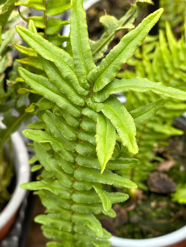 Pteris 'Chatelain', Le Monde des Fougères, Fête des plantes de printemps, Domaine de Saint-Jean de Beauregard, Saint-Jean de Beauregard (91)