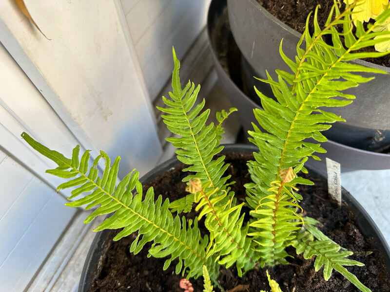 Pteris 'Chatelain' au printemps sur mon balcon parisien, Paris 19e (75)