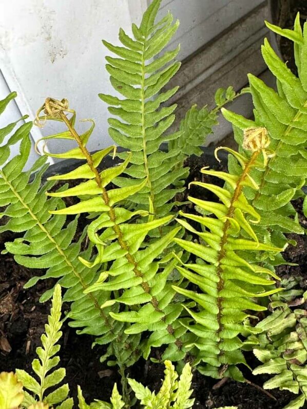 Pteris 'Chatelain' au printemps sur mon balcon parisien, Paris 19e (75)