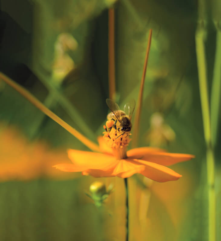 Lire la suite à propos de l’article Exposition “Insectes, au service des écosystèmes” à l’Arboretum de Versailles Chèvreloup (78)