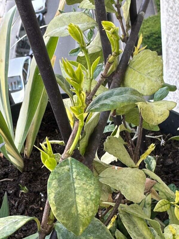 Trachelospermum jasminoïdes 'Sun Lover' au printemps sur mon balcon parisien, Paris 19e (75)