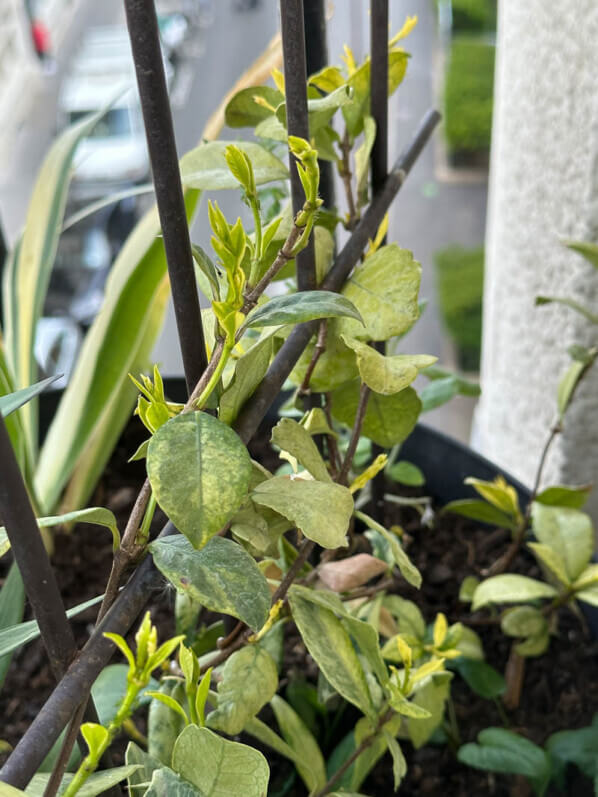 Trachelospermum jasminoïdes 'Sun Lover' au printemps sur mon balcon parisien, Paris 19e (75)