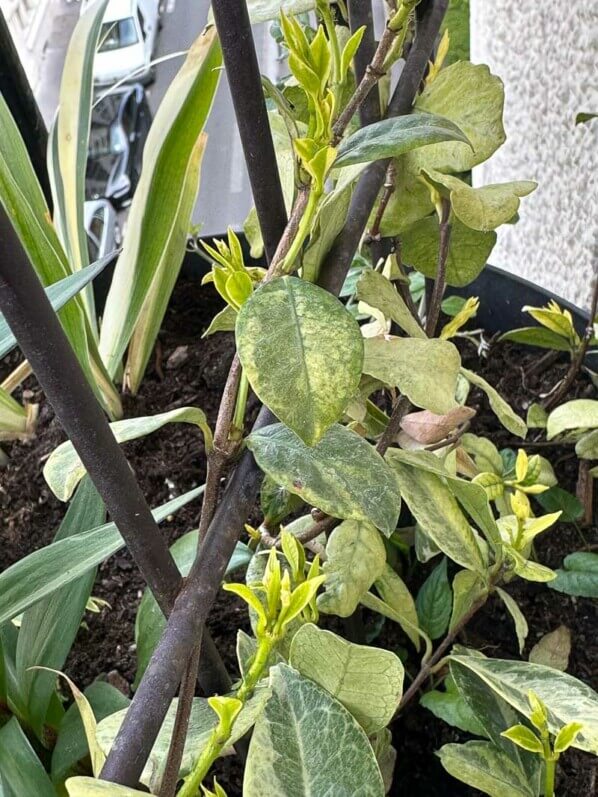 Trachelospermum jasminoïdes 'Sun Lover' au printemps sur mon balcon parisien, Paris 19e (75)