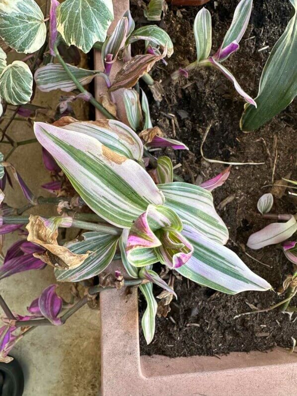Tradescantia 'Nanouk' au début du printemps sur mon balcon parisien, Paris 19e (75)